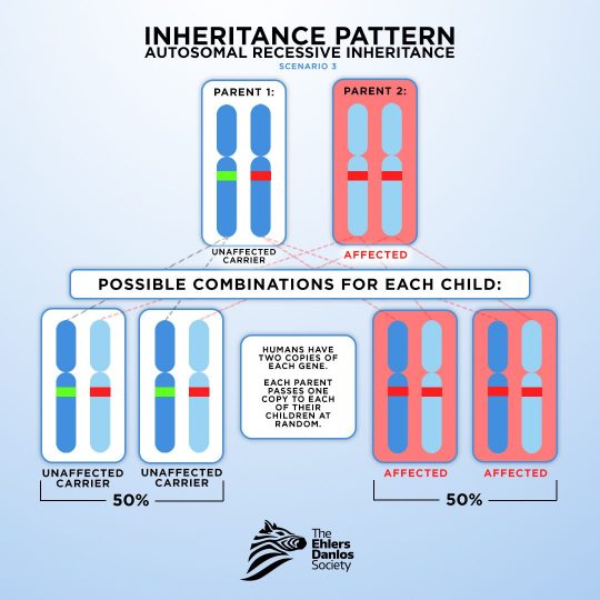 ig_post_genetic_inheritence_Autosomal_recessive_inheritance _scenario_3_WEB ig_post_genetic_inheritence_Autosomal_recessive_inheritance _scenario_3_WEB