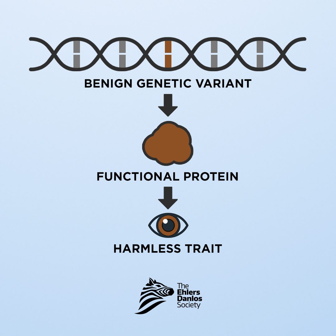 web_asset_genetics_BROWN