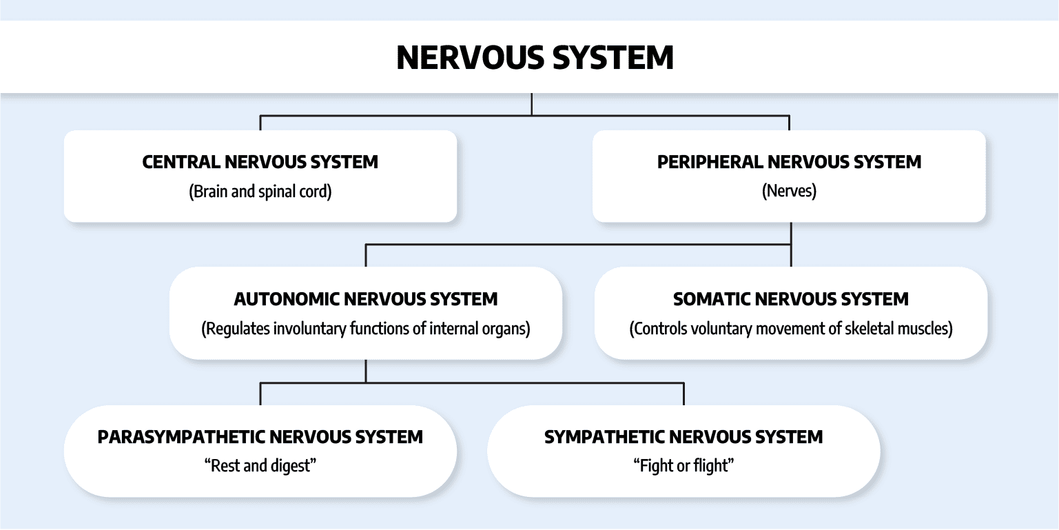 nervous sysyem
